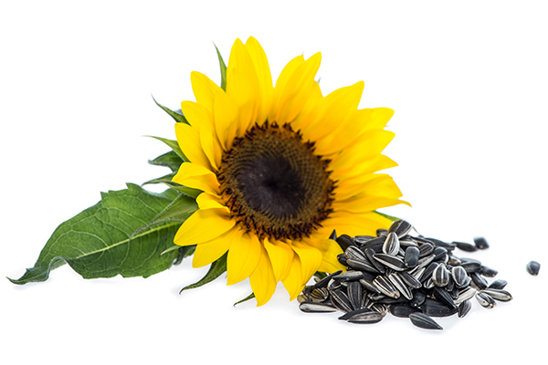 Sunflower Seed