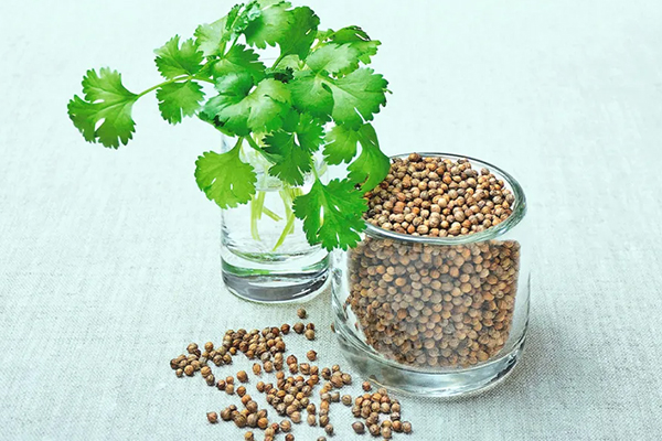 Coriander